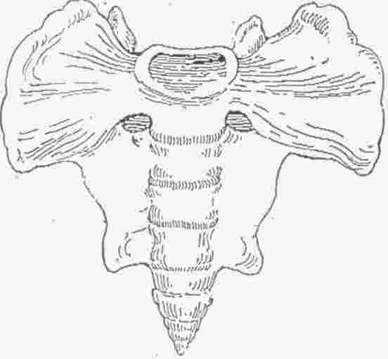 三角骨（薦骨 sacrum）形似象臉象鼻。（摘自醫學詞典taber's Encyclopaedic medical dictionary, edition 17